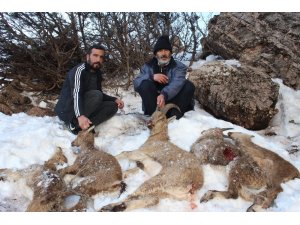 Adıyaman’da 5 yaban keçisi açlıktan ve soğuktan donarak öldü