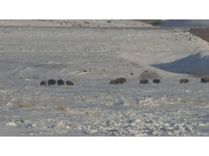 Kars’ta aç kalan domuz sürüsü köye indi