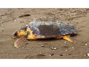 Çanakkale’de sahile ölü caretta caretta vurdu