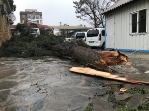 Ayvacık’ta şiddetli rüzgar ağaç devirdi