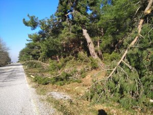 Lapseki’de kar yağışı ve rüzgarın etkisiyle onlarca çam ağacı devrildi