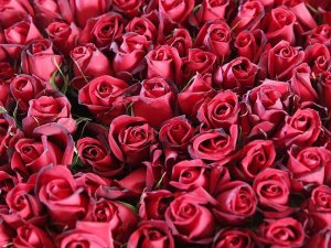 'Sevgililer Günü'nde 2,5 milyar liralık çiçek alıyoruz'