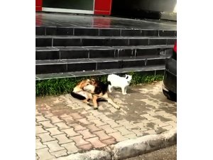 Güneşlenen kedi ile köpeğin dostluğu