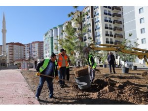 Cevher Dudayev Mahallesinde ağaçlandırma çalışmaları sürüyor