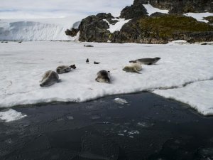 Bilim ve barış kıtası Antarktika'da 'araştırma' yarışı