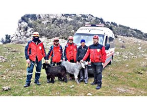 Kayalıklarda mahsur kalan 2 keçi kurtarıldı