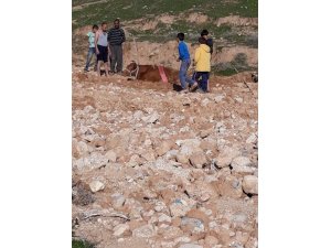 Cizre’de bataklığa saplanan ineği itfaiye ekipleri kurtardı