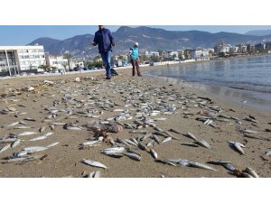 Alanya’da telef olmuş binlerce balık sahile vurdu