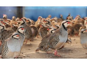 Kınalı keklikler doğanın korunmasına yardımcı oluyor