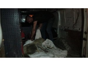 Kütahya’da trafik kazasında yaralanan 2 kedi ve 1 köpek için gece yarısı seferberlik