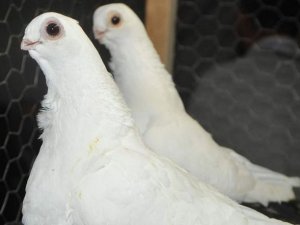 İşte dünyanın en pahalı güvercini