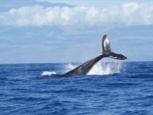 Ölü balinanın midesinden 40 kilogram plastik çıktı 