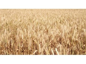 Buğday üreticisine sigorta uyarısı