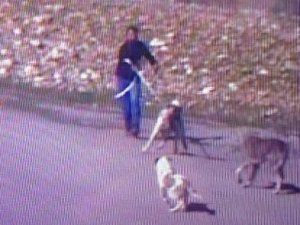 Kangal cinsi köpeği çalan hırsız güvenlik kamerasına takıldı