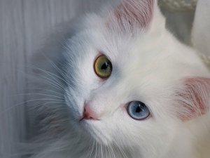 En güzel Van kedisi 'Spak'a özel bakım