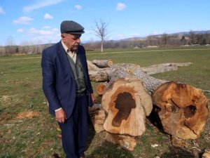 Ağacı kesi gözlerine inanamadı