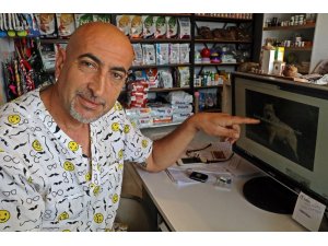 Antalya’da hayvanat bahçesinden kaçan kurt henüz bulunamadı