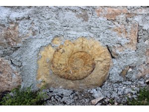 Salyangoz sanılan fosilin 200 milyon yıllık Ammonit olduğu ortaya çıktı