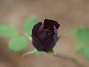 Karagül çiçek açtı! Dünyada sadece Halfeti'de yetişiyor