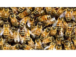 Kimyasal ilaçlar arıların ölmesine neden oluyor