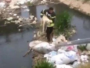 Kanalda mahsur kalan köpeğe itfaiye kurtardı