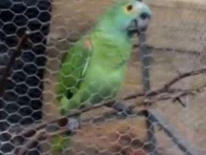 Gözaltına alınan papağan 'susma hakkını' kullandı