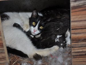 Yavru kedilere ördek annelik yapıyor