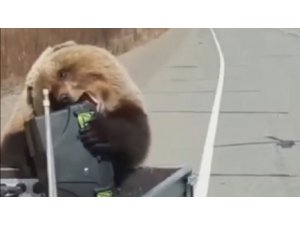 Rusya’da bir ayı kamyonet kasasından alet çantası çaldı