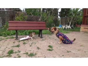Engelli kedi ile köpeğin göz yaşartan dostluğu