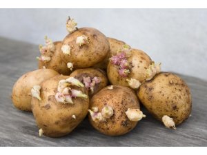 Filizlenen patates öldürebilir