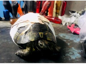 Kaplumbağayı kaportacıda hayata döndürdüler