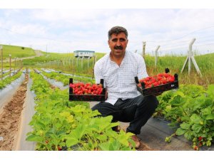 Diyarbakır’da organik çilek hasadına başlandı
