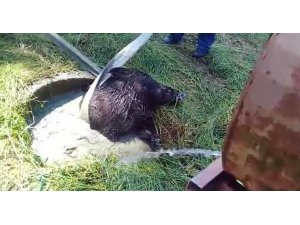 Su kuyusuna düşen yaban domuzunu itfaiye ekipleri kurtardı