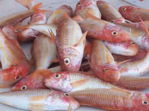 Balıklarımız tescillendi