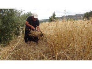 Türkiye’nin ilk buğday hasadı Antalya’dan