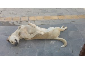 Sokak köpeği uyuma şekli ile dikkat çekiyor