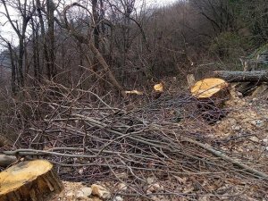 Uludağ'da ağaç katliamı