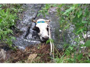 Havuza düşen inek operasyonla kurtarıldı