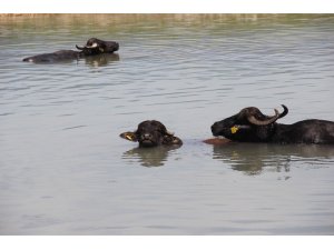 Afrika sıcaklarında günü suda geçiriyorlar