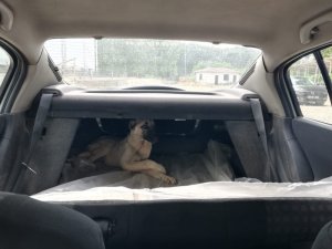 Otomobilin çarptığı köpek tedavi altına alındı