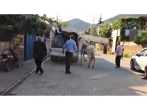 Atına sopayla vuran şahsa ceza kesildi