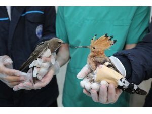 Yaralı Ebabil ve İbibik kuşu, tedavi altına alındı