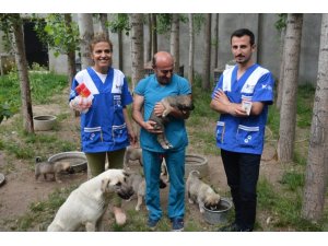 HAYTAP ile İmuneksfarma’dan Bitlis’teki sokak hayvanları için ilaç