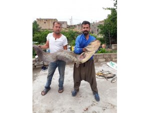 Kızılırmak’ta tam 2 metre boyunda yayın balığı tuttular