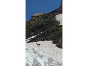 Haziran ayında yapılan kar çalışmasında dağ keçisi görüntülendi