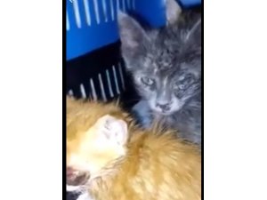 Gözleri enfeksiyon kapan 3 kedi tedavi için İstanbul’a gönderildi
