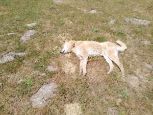 Bingöl’de 4 çoban köpeğinin vurulduğu iddiası