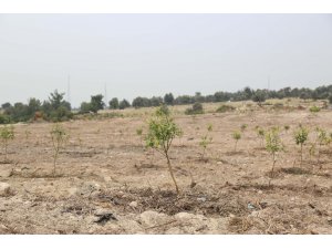Ormanlık alanın bahçe haline getirilmesine tepki