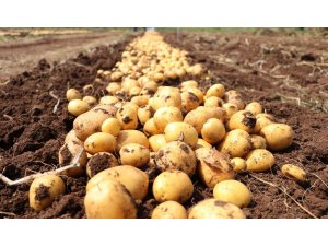 Türkiye’nin yerli ve milli patatesi "Nahita" dünyaya açıldı
