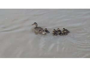Yaban ördeği yavrularıyla Kars Çayı’nda görüntülendi